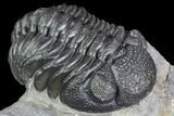 Detailed Morocops Trilobite - Nice Eye Facets #104968-3